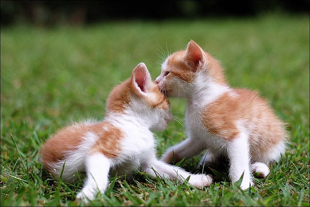 całujące się kotki